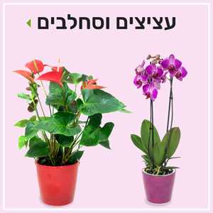 עציצים וסחלבים בפרחי סורוקה באר שבע