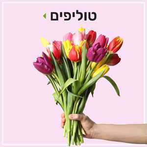 טוליפים בפרחי סורוקה באר שבע