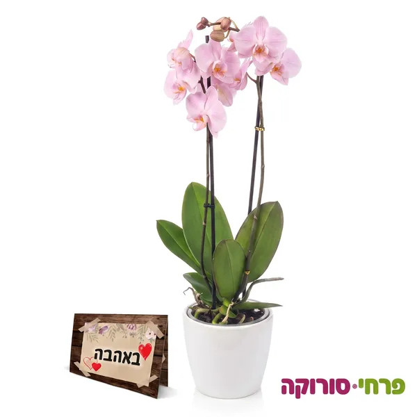 קסם הסחלב