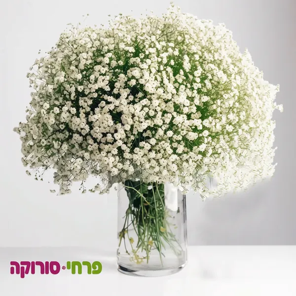 ענן של טוהר • אגרטל גיבסניות לבן ועשיר