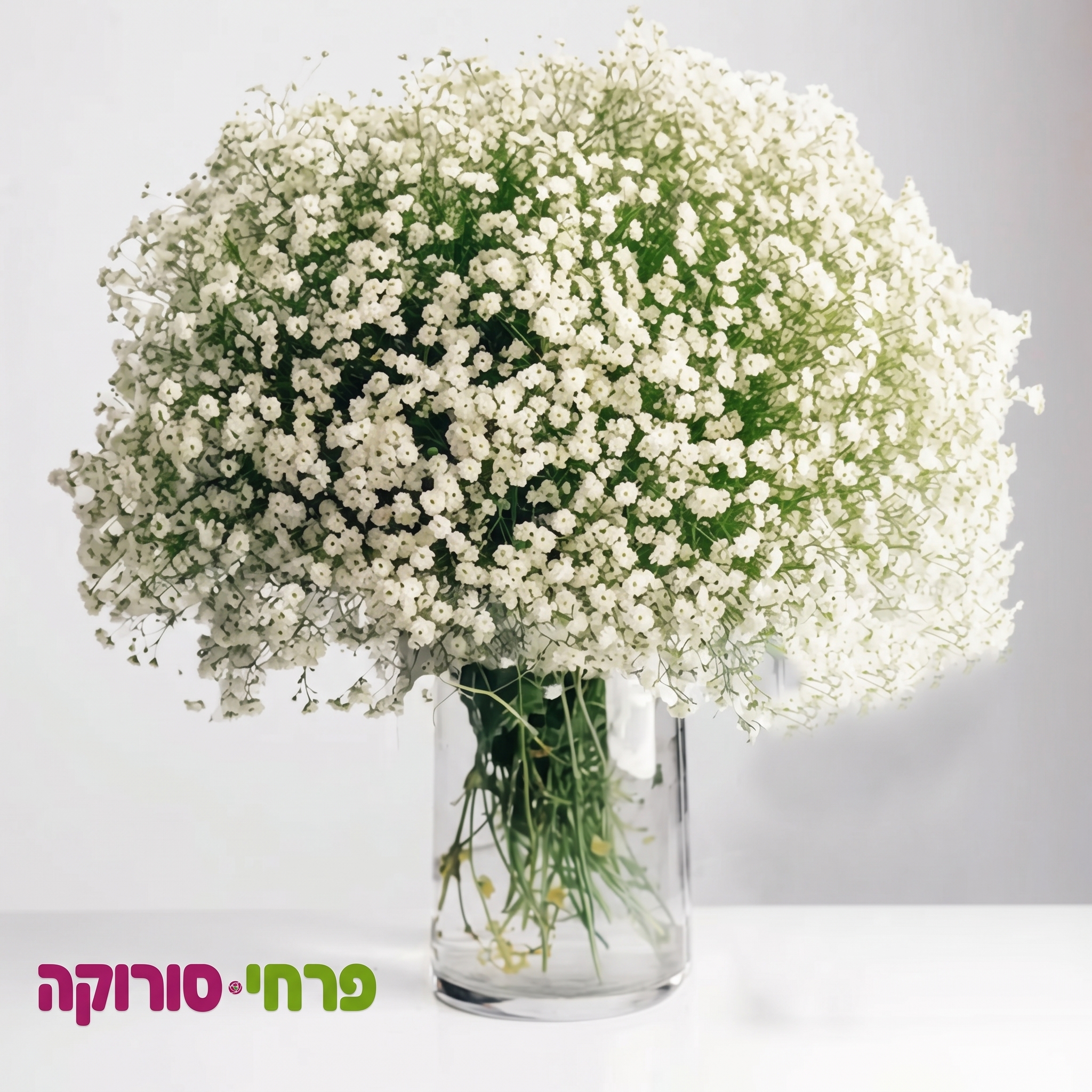 ענן של טוהר • אגרטל גיבסניות לבן ועשיר