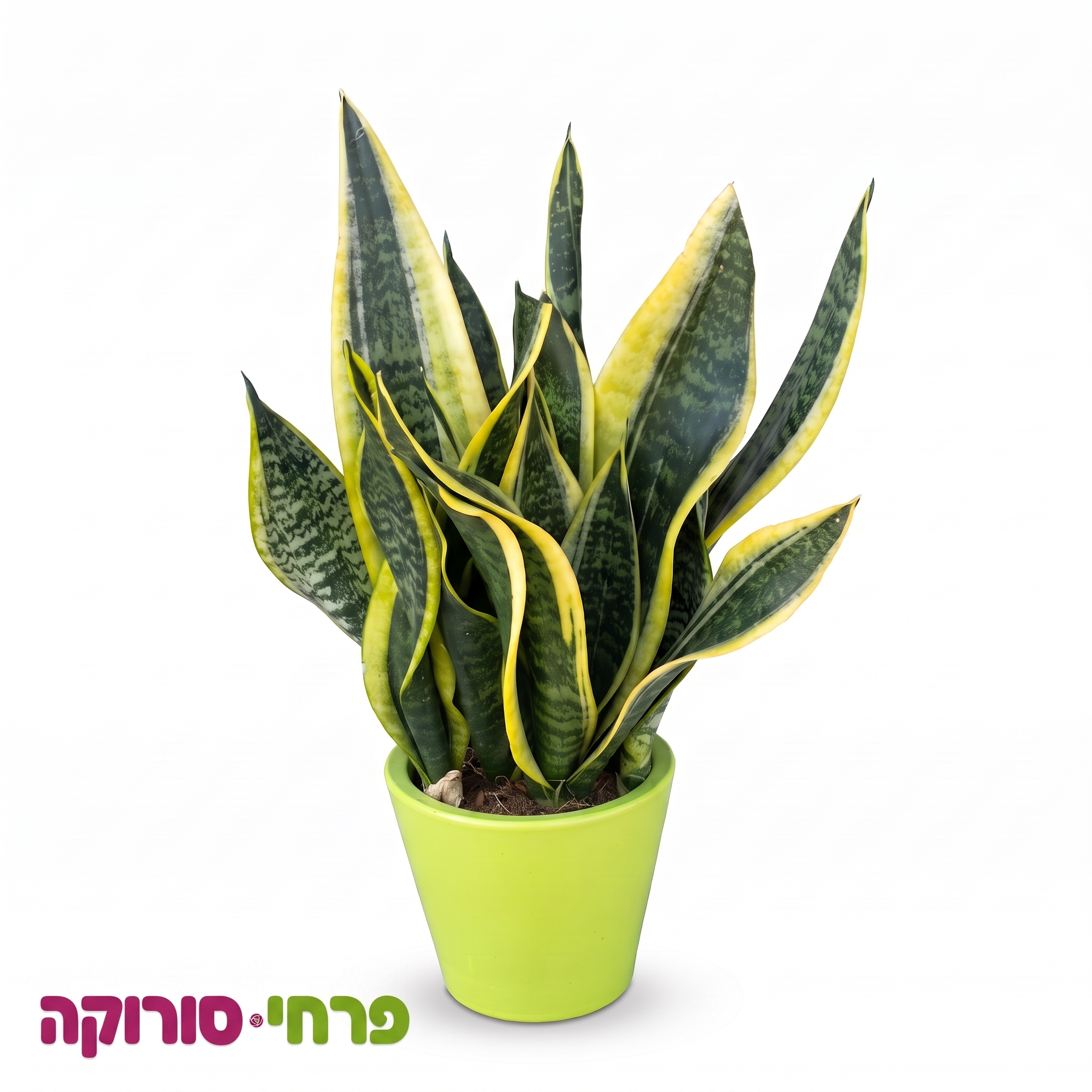 סנסיוורייה (עץ הנצח) טיבעי.