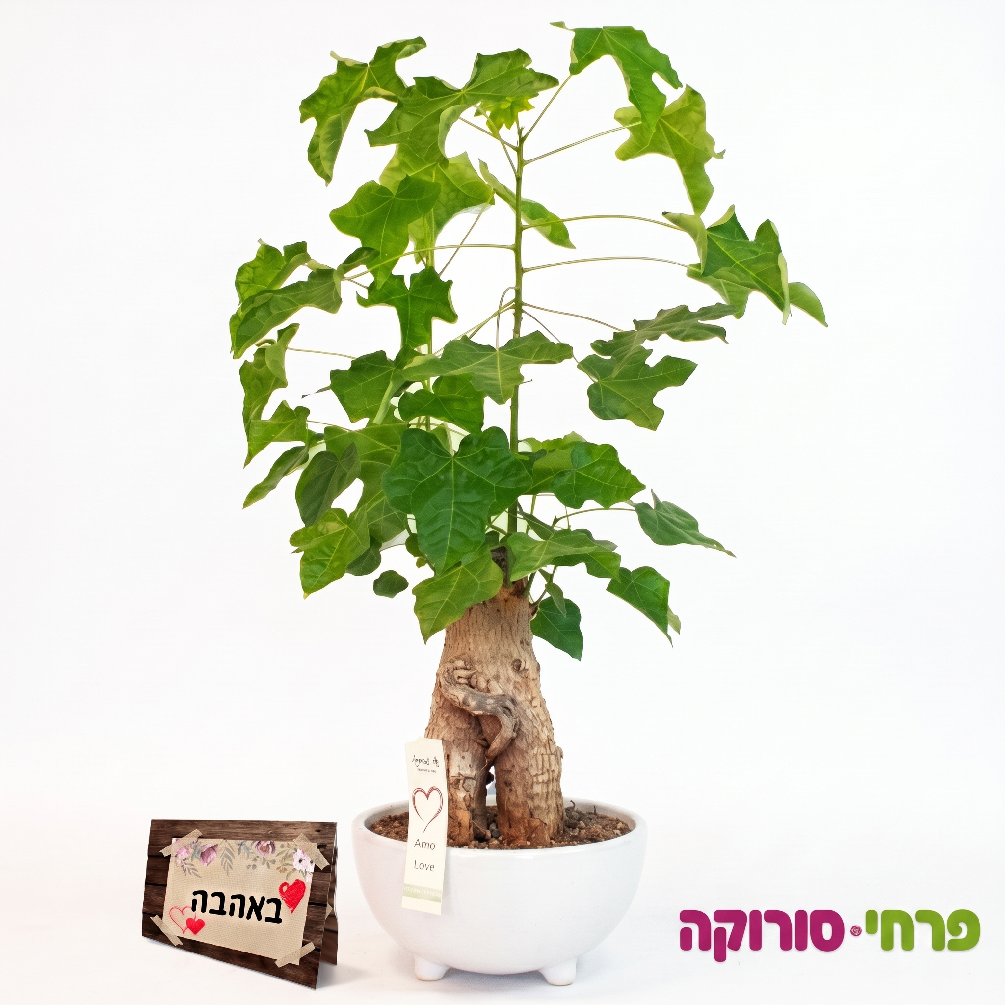 עץ אהבה בונסאי.