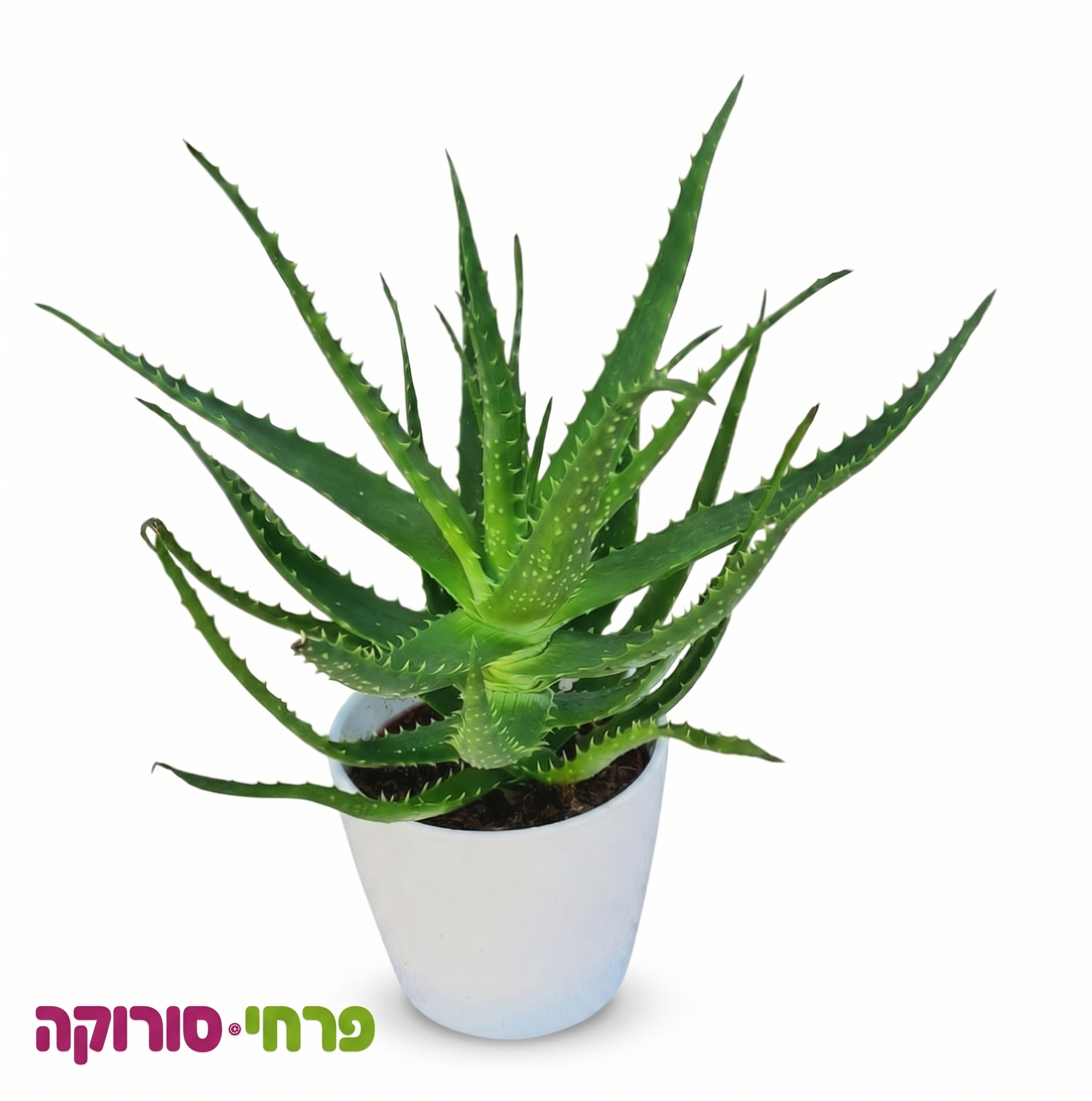 אלוורה בכלי חרס