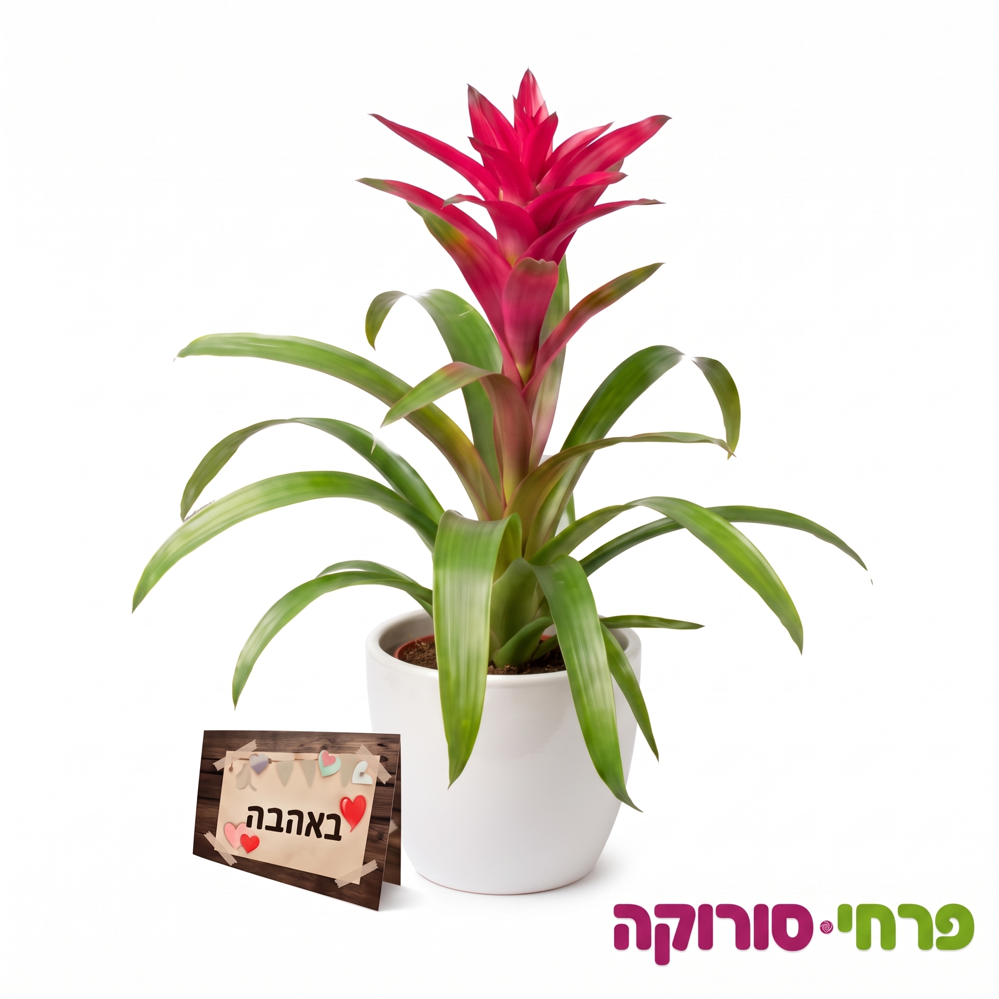 כוכב טרופי