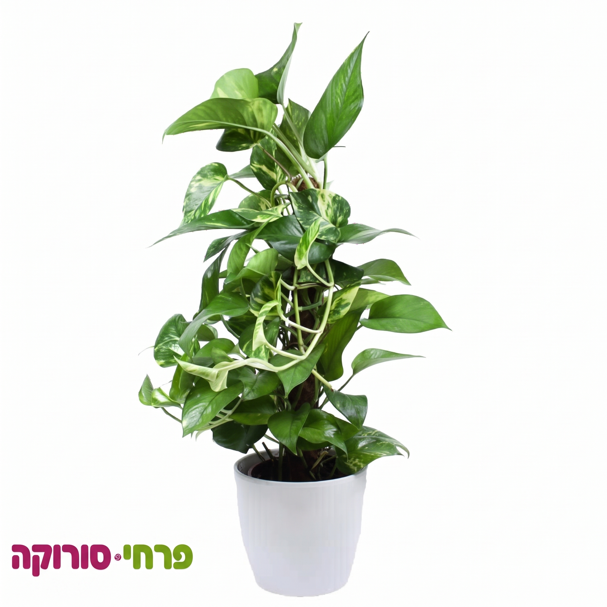 עציץ פוטוס עם קרמיקה