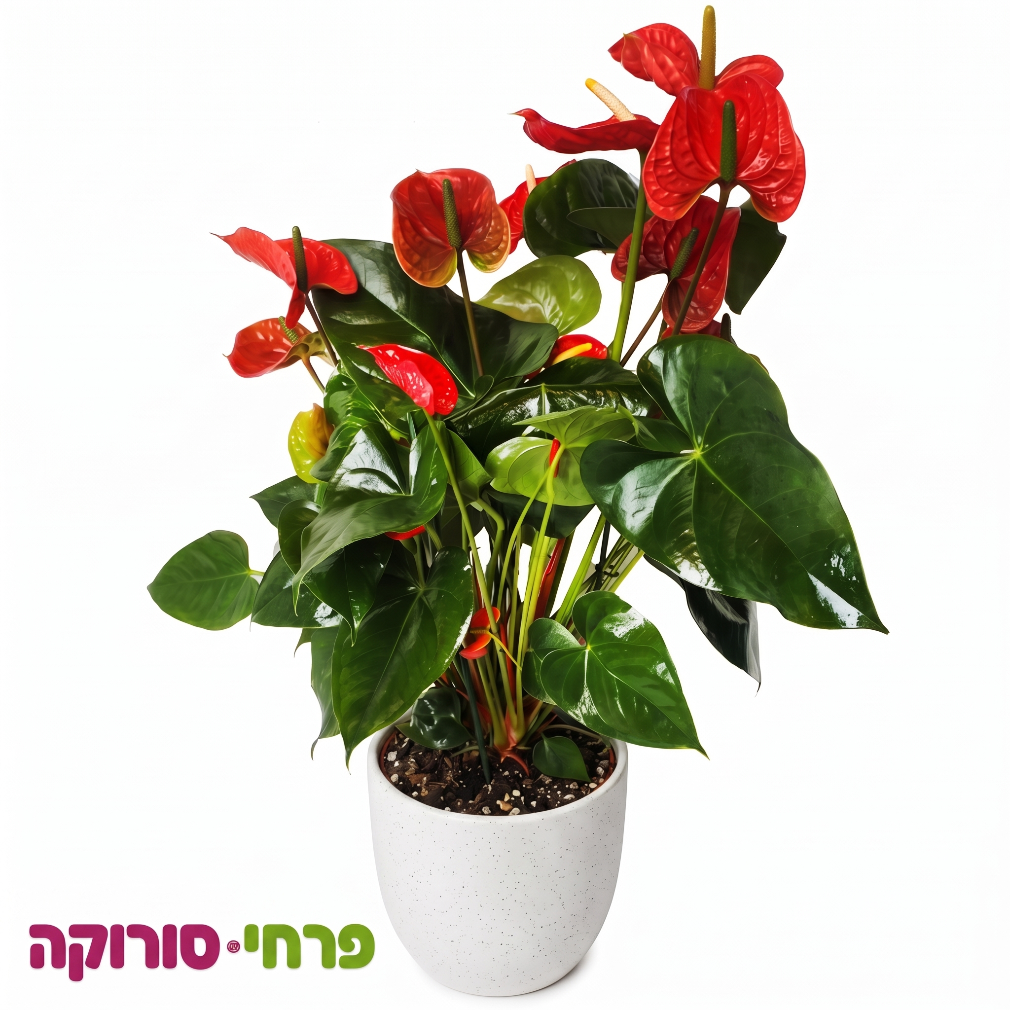אנטוריום אדום בכלי קרמיקה