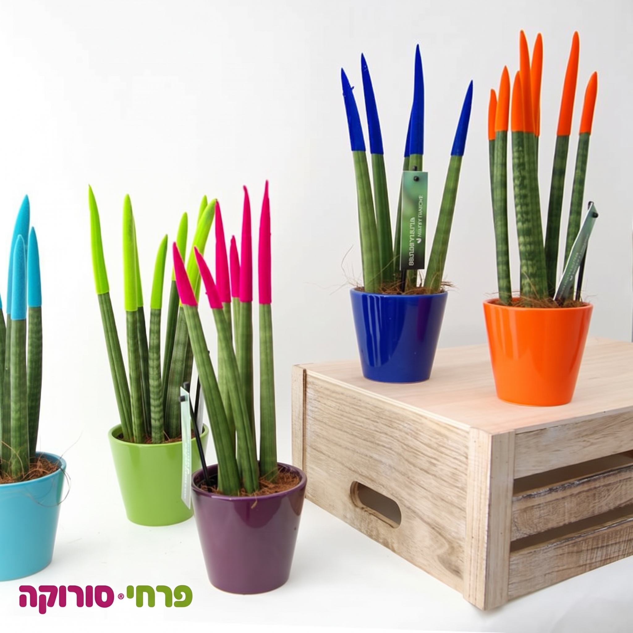 סנסיווריה עץ הנצח