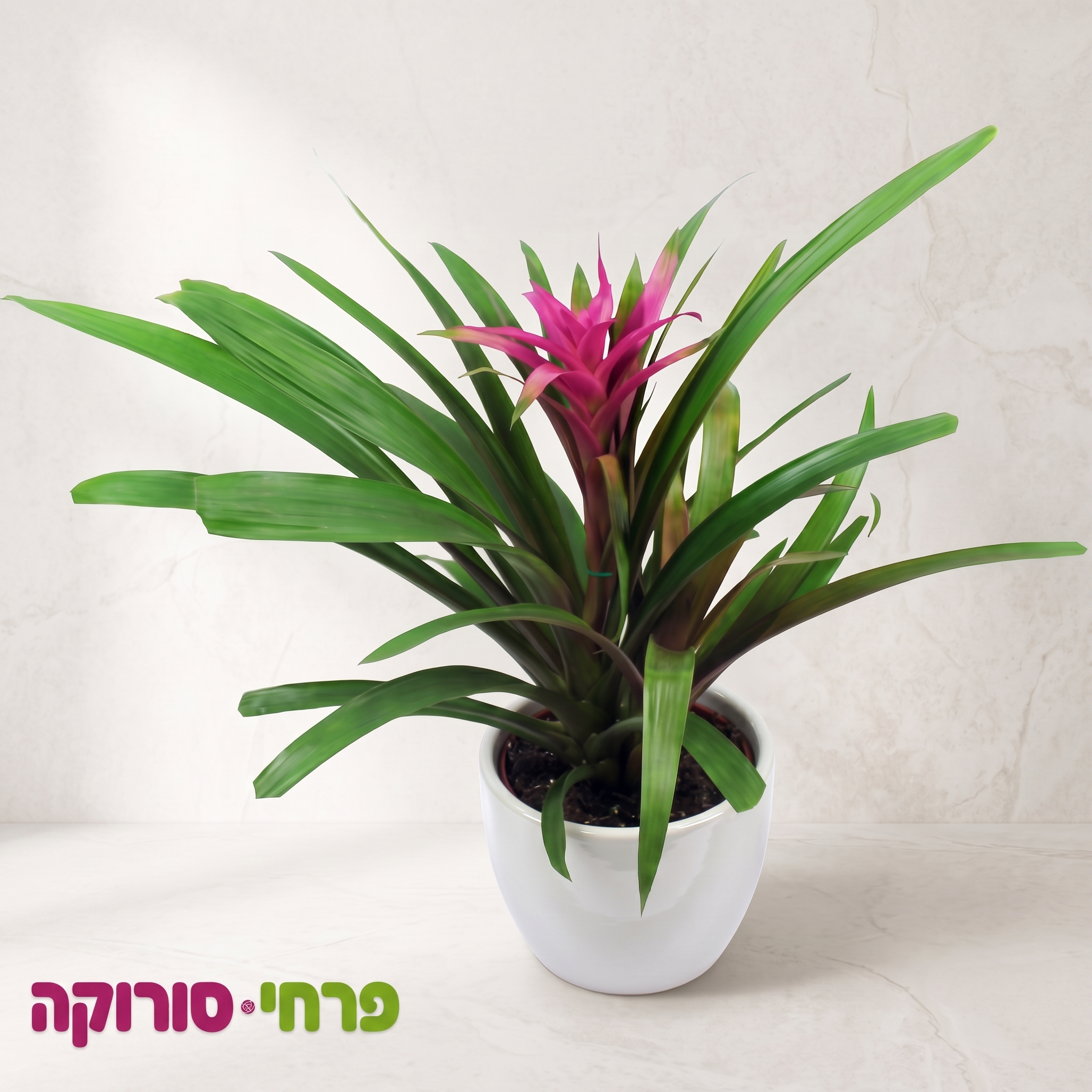 להבה טרופית